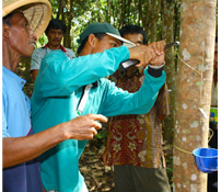 Organic Rubber Cultivation